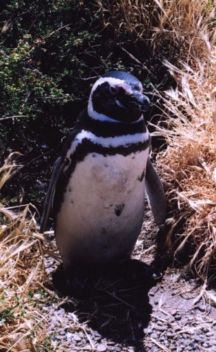 Argentinien, Pinguinkolonie San Lorenzo (abgeschlossen)