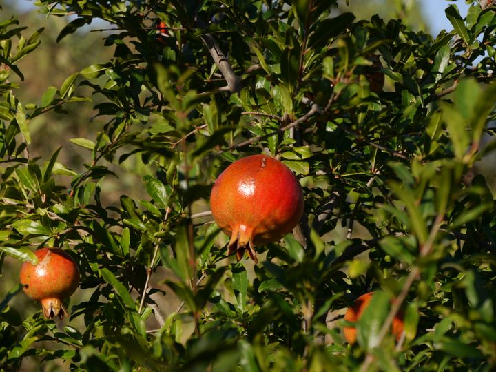 Südafrika, Biogarten im St. Luigi Scrosoppi Zentrum Oudtshoorn