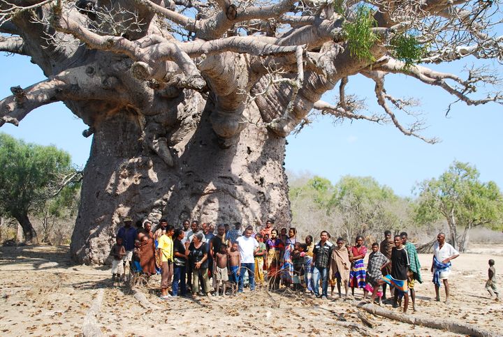 Madagaskar, Schutz des Baobab Tsitakakoike in Andombiry (abgeschlossen)