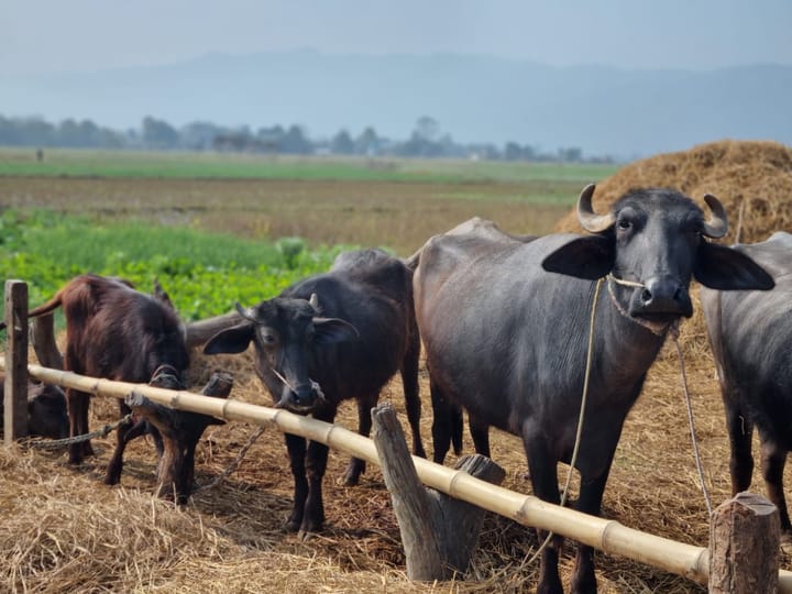 Nepal, Klimaschutzprojekt Biogasanlagen in Nepal (abgeschlossen)